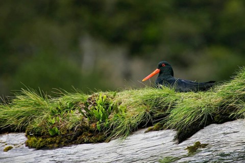 Variable Oystercatcher (Haematopus unicolor), North Island, New Zealand