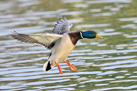 Mallard (Anas platyrhynchos), drake in flight, Lake Zug, Canton Zug, Switzerland