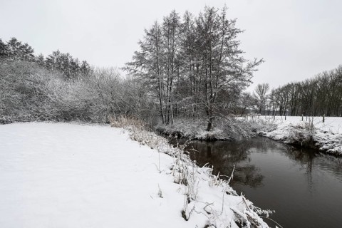 Winter landscape with black alder (Alnus glutinosa) along a ditch, Emsland, Lower Saxony, Germany