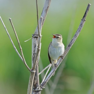 Reed Warbler (Acrocephalus schoenobaenus) singing in a shrub, Wildlife, Lembruch, Ochsen Moor,