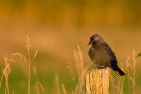 Western Jackdaw (Coloeus monedula), Schleswig-Holstein, Germany