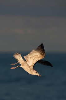 European Herring Gull (Larus argentatus) flying, North Sea, Germany