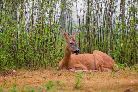 A female roe deer (Capreolus capreolus) rests in nettle thicket