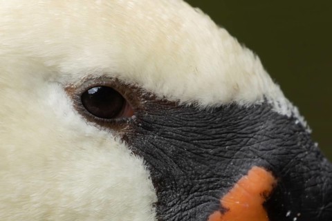 Mute swan (Cygnus olor) adult bird close up head portrait, England, United Kingdom