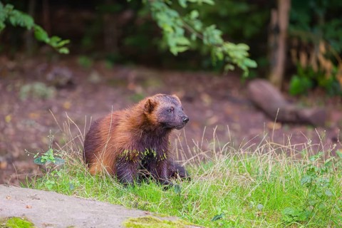 A wolverine (Gulo gulo) rests on a green meadow at a forest edge