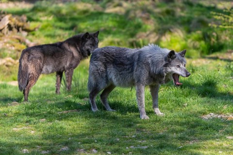 Two Timberwolves, Canis lupus lycaon, standing in an opening of a forest on green grass in bright