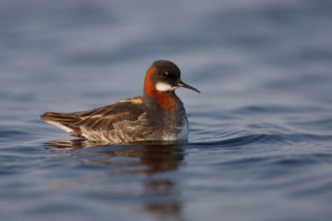 Red-necked Phalarope (Phalaropus lobatus) female, Myvatn, Iceland
