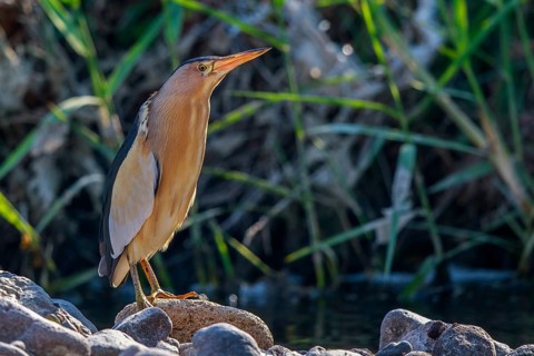 Little Bittern (Ixobrychus minutus) male, Greece