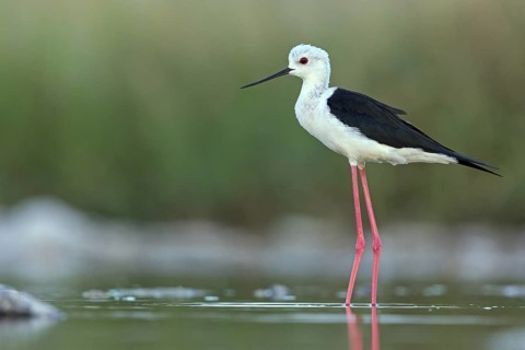 Stilt, (Himantopus himantopus), animals, birds, avocet family, biotope, habitat, Raysut, Salalah,