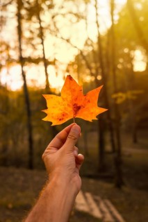Sunset in an autumn afternoon of a man's hand with a brown leaf, autumn scenery, with the sun in