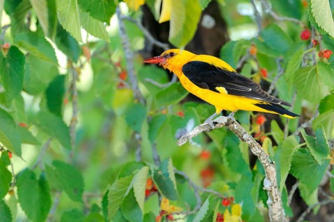 Eurasian Golden Oriole (Oriolus oriolus) male perched in Black mulberry (Morus nigra) tree,