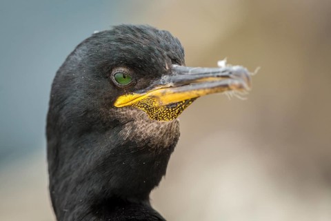European Shag (Phalacrocorax aristotelis) adult portrait, Farne Islands, United Kingdom