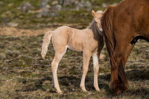 Foal and mare, Icelandic horses, Iceland