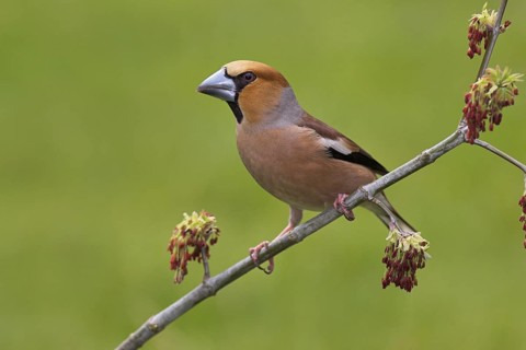 Hawfinch (Coccothraustes coccothraustes), Berlin, Germany