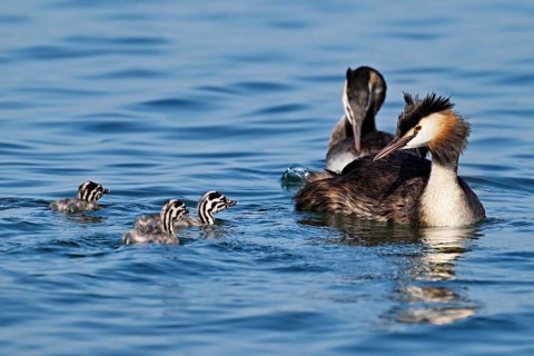 Great crested grebe (Podiceps scalloped ribbonfish), pair with three chicks swimming in the water,