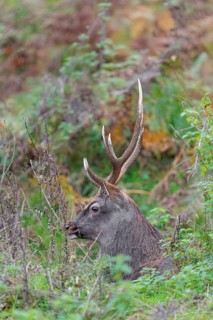 A sika deer stag (Cervus nippon) rests in hilly terrain in a clearing overgrown with ferns
