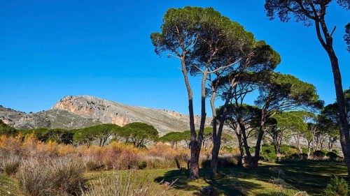 Pine trees (Pineae) against a clear blue sky with a mountain backdrop, Strofilia biotope, wetlands,