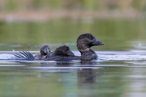 Musk Duck (Biziura lobata) female with chicks, Victoria, Australia