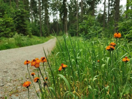 Orange-red hawkweed (hieracium aurantiacum) blooms by the wayside in a wooded area, hiking in the