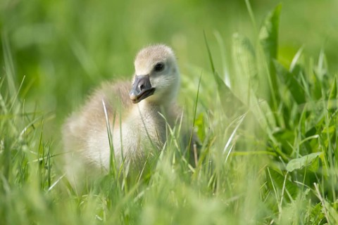 Greylag goose (Anser anser) juvenile baby gosling bird feeding in grassland in summer, England,