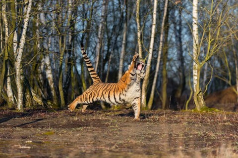One young female Siberian Tiger, Panthera tigris altaica, running thru a birch tree forest. Early