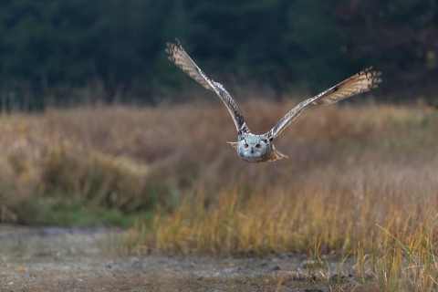 One Siberian Eagle Owl (Bubo bubo sibiricus) flying over tall reed grass lakeshore on an autumnal