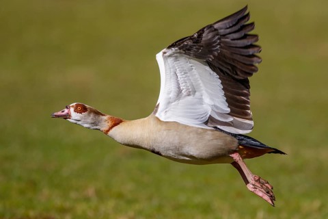 Egyptian Goose (Alopochen aegyptiaca) flying, North Rhine-Westphalia, Germany