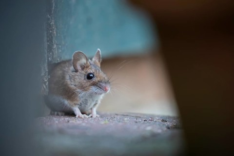 Wood mouse (Apodemus sylvaticus) adult rodent animal emerging from under a garden shed, Suffolk,