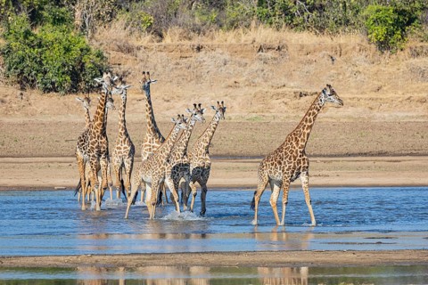 Thornicroft's Giraffe (Giraffa camelopardalis thornicrofti) crossing Luangwa River Zambia August