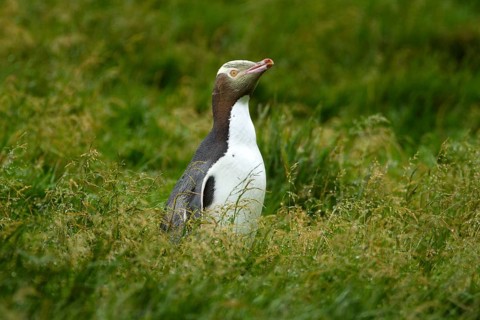 Yellow-eyed Penguin (Megadyptes antipodes), Enderby Island, Auckland Islands Archipelago, New