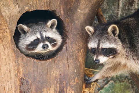 Raccoon (Procyon lotor), in a tree in a forest, Bavaria, Germany
