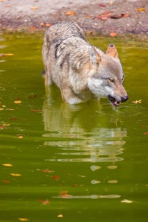A Eurasian gray wolf (Canis lupus lupus) drinks from a pond in a forest