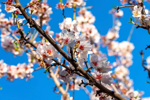 Almond blossom on Majorca, from January to March many hundreds of thousands of almond trees blossom