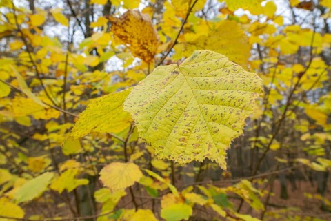 Common hazel (Corylus avellana), leaves turning yellow in autumn, Lower Saxony, Germany