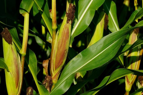 Ripe maize cobs in the middle of maize leaves in sunlight, maize (Zea mays), Bavaria