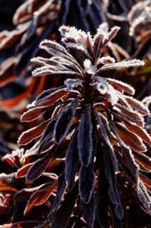 Hoarfrost, Winter, Germany