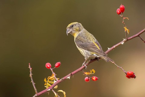 Red Crossbill (Loxia curvirostra) female perched on a branch, Aragon, Spain