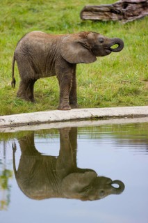4 months old African baby elephant (Loxodonta africana) drinks from a water hole