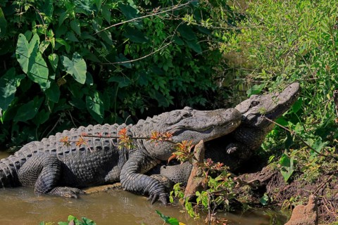 Mississippi Alligator (Alligator mississippiensis), pike alligator, adult, pair, male, female,