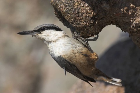 Western Rock Nuthatch (Sitta neumayer), Lesvos, Greece