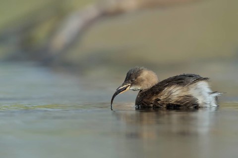 Little Grebe (Tachybaptus ruficollis) with fish prey in beak, North Rhine-Westphalia, Germany