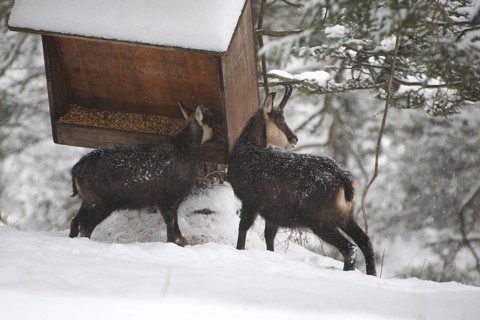 Chamois (Rupicapra rupicapra) or chamois, goat with fawn feeding in the mountains, Kalkalpen