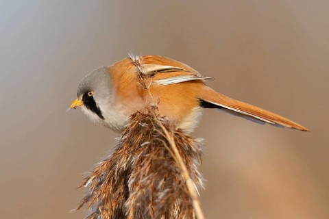 Bearded Reedling (Panurus biarmicus) male, Utrecht, Netherlands