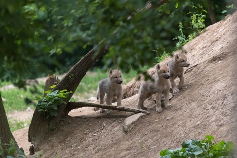 Three four weeks old Arctic wolf cub (Canis lupus arctos) standing on a dry hillside, watching the