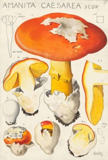 Mushroom, mushrooms, Emperor mushroom, Amanita caesarea, also known as Emperor mushroom or