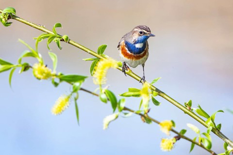 Bluethroat (Luscinia svecica cyanecula) ml Germany