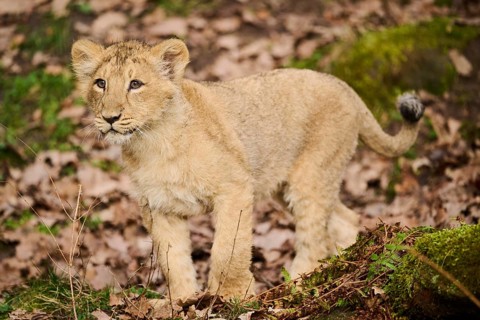Asiatic lion (Panthera leo persica) cub standing on the ground, captive