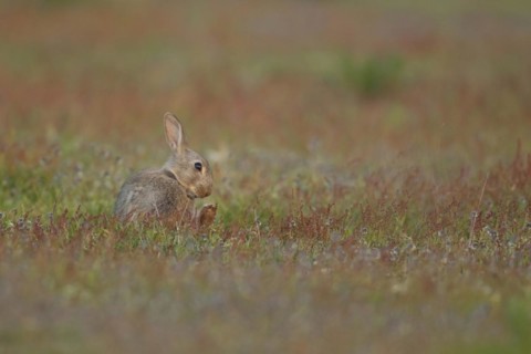 Rabbit (Oryctolagus cuniculus) adult animal sitting amongst flowers in grassland, Suffolk, England,