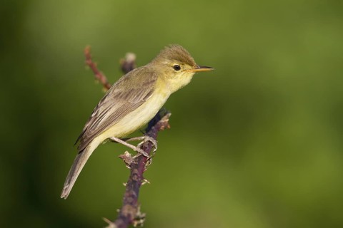 Melodious Warbler (Hippolais polyglotta) male, Rhineland-Palatinate, Germany
