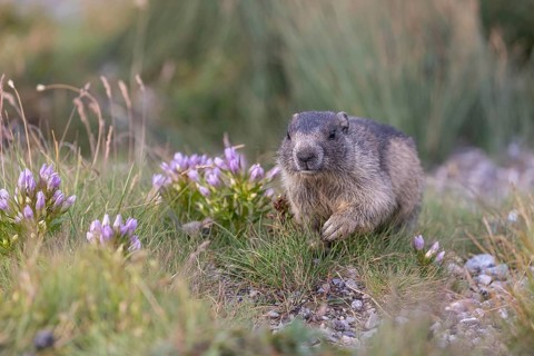 One young Alpine Marmot, Marmota marmota, sitting on green grass with some blooming herbs